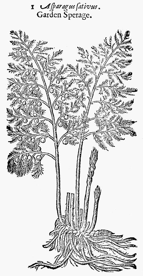 468x900 botany asparagus, drawing - Asparagus Drawing
