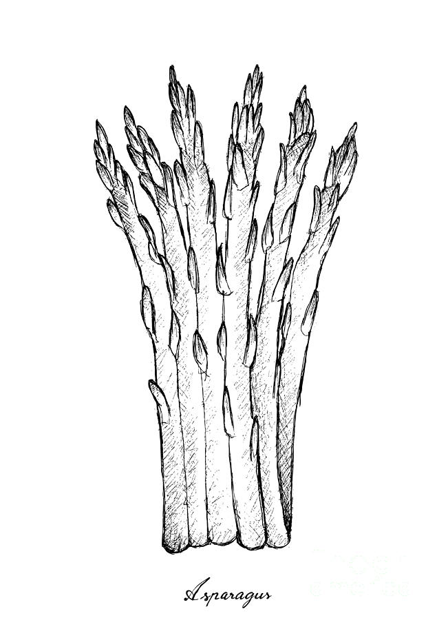 635x900 hand drawn of fresh green asparagus on white background - Asparagus Drawing