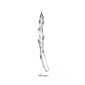 300x300 hand drawn of fresh green asparagus on white background drawing - Asparagus Drawing