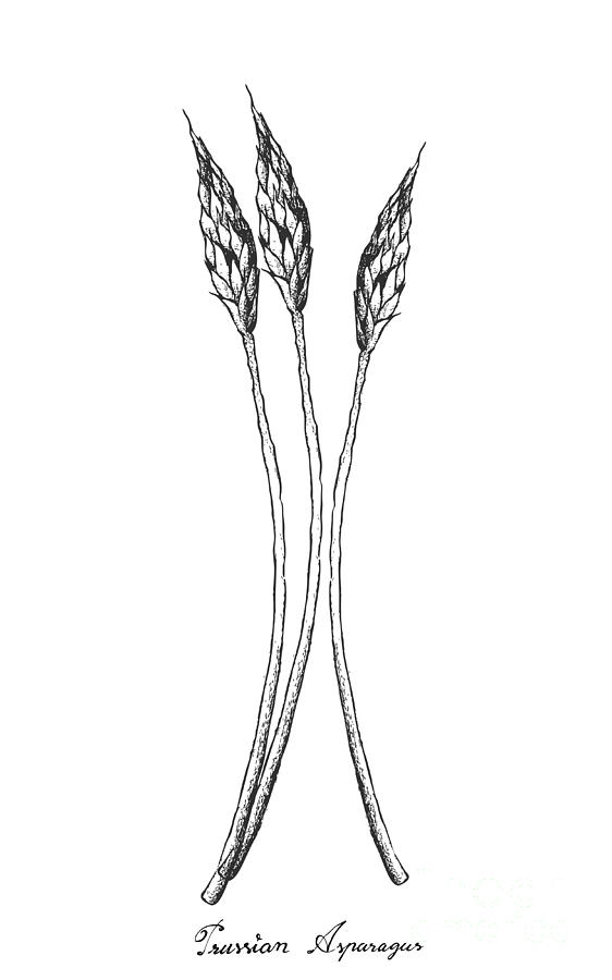 562x900 hand drawn of prussian asparagus on white background drawing - Asparagus Drawing