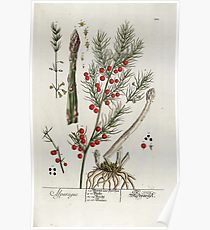 210x230 asparagus drawing posters redbubble - Asparagus Drawing