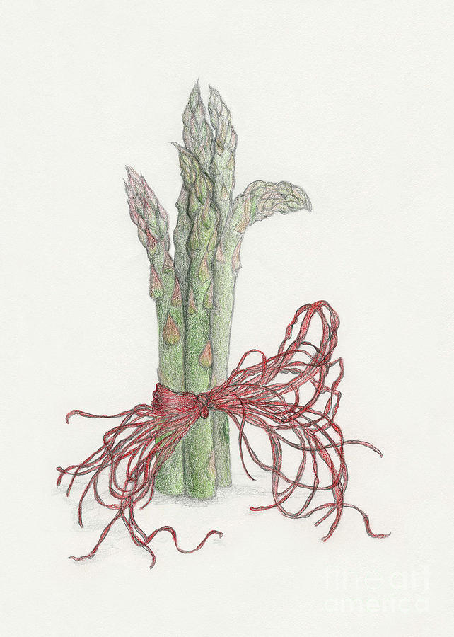 642x900 asparagus drawing - Asparagus Drawing