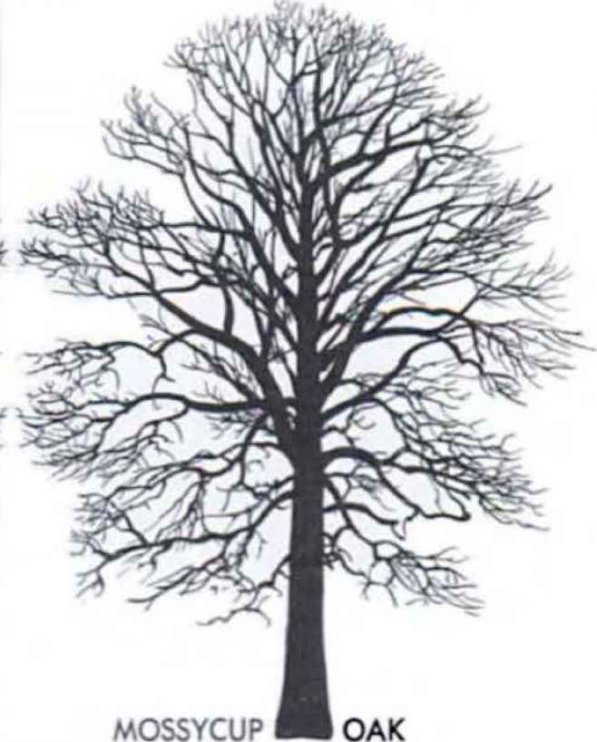 Aspen Tree Drawing at Explore collection of Aspen