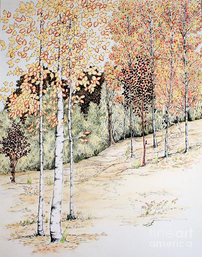 707x900 fall aspen trees drawing - Aspen Tree Drawing