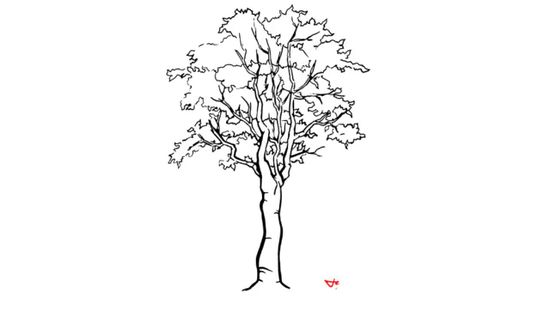 550x309 how to draw a detailed tree steps - Aspen Tree Drawing