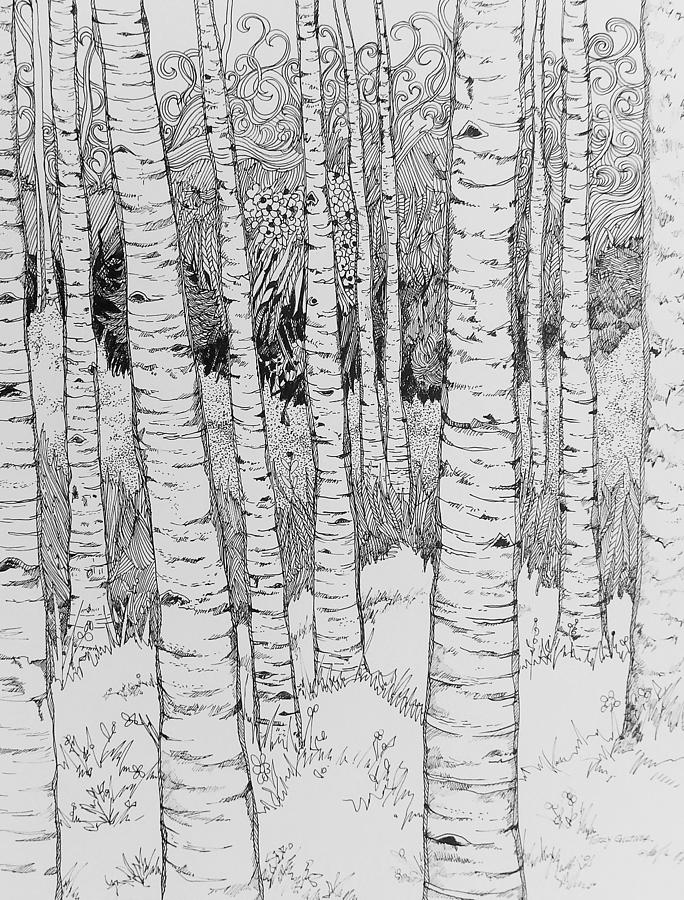 684x900 aspen forest drawing - Aspen Tree Drawing