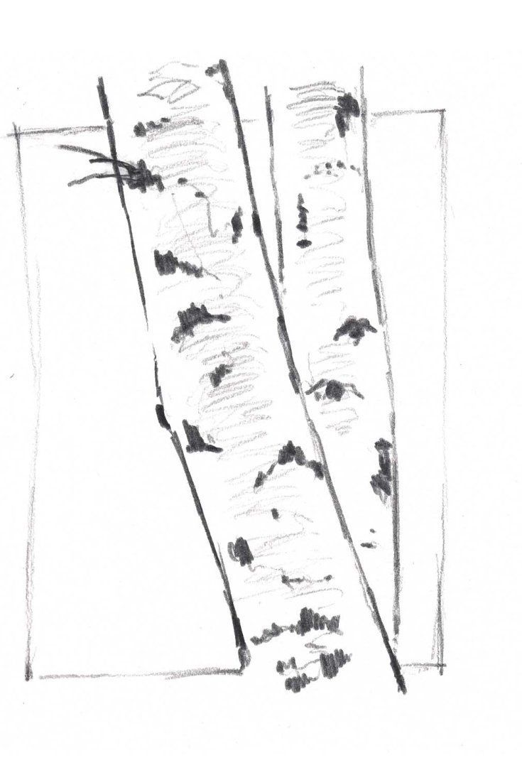 Aspen Tree Drawing at Explore collection of Aspen