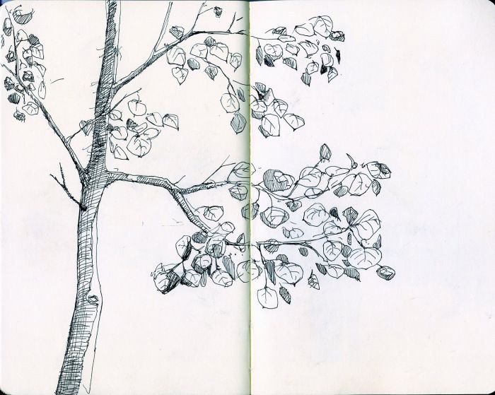 700x559 aspen sketch art tree sketch tree sketches, drawings, art - Aspen Tree Drawing