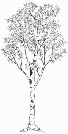 236x466 aspen tree drawing - Aspen Tree Drawing