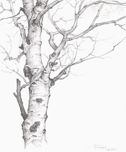 Aspen Tree Drawing at PaintingValley.com | Explore collection of Aspen ...