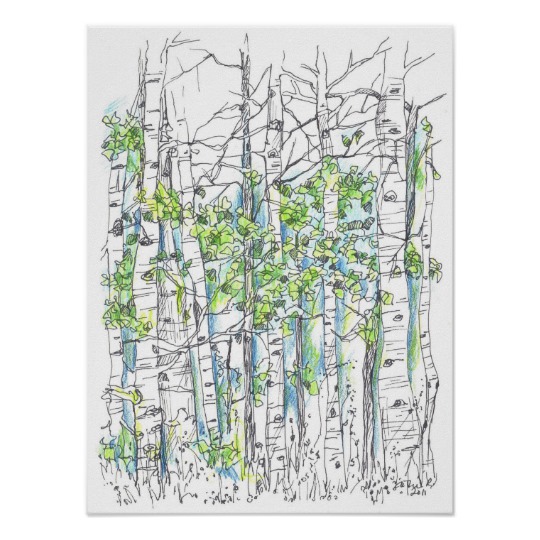 540x540 aspen tree grove pen and ink drawing poster - Aspen Tree Drawing