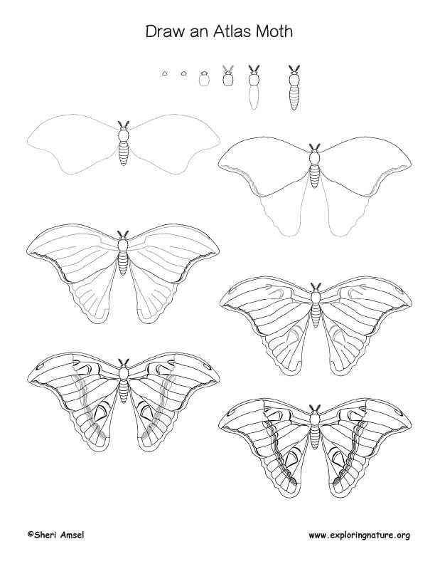 612x792 Moth - Atlas Drawing
