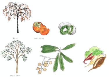 375x264 plants of australia drawing - Australia Drawing