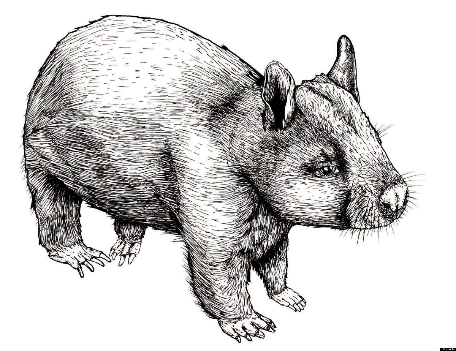1536x1182 australia drawing animal for free download - Australia Drawing