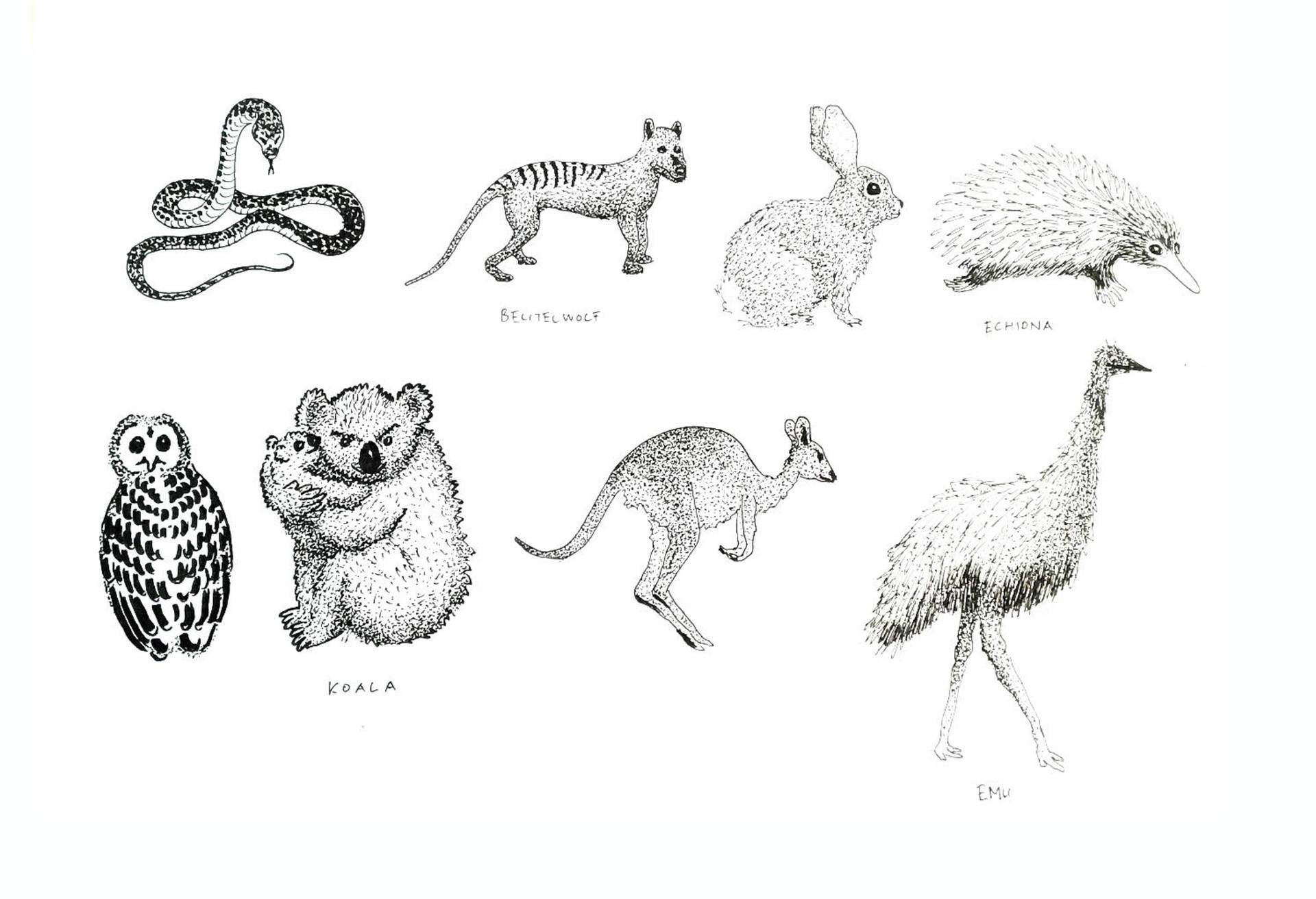 1920x1312 animals of australia drawing - Australia Drawing