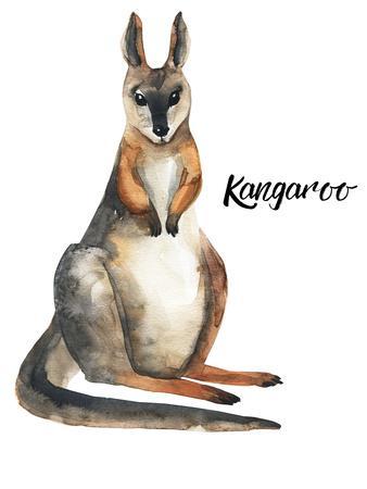 338x450 australian animals watercolor illustration hand drawn wildlife - Australian Animals Drawings