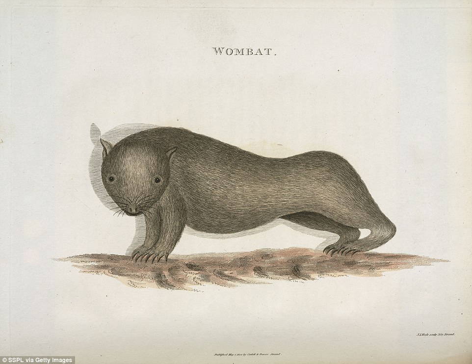 962x742 fascinating drawings from capture australia's wildlife - Australian Animals Drawings