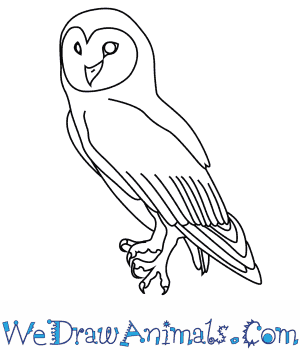 300x350 how to draw an australian masked owl - Australian Animals Drawings