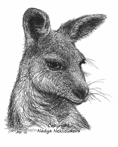 482x600 Kangaroo Art Print - Australian Animals Drawings