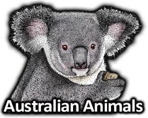 300x240 australian animals full color line art illustrations - Australian Animals Drawings