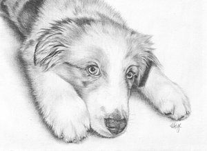 300x219 australian shepherd drawing - Australian Shepherd Drawing