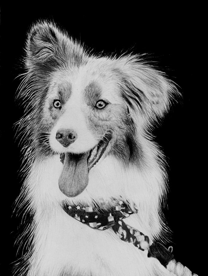 Australian Shepherd Drawing at Explore collection