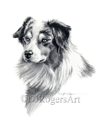412x500 australian shepherd pencil drawing art print - Australian Shepherd Drawing