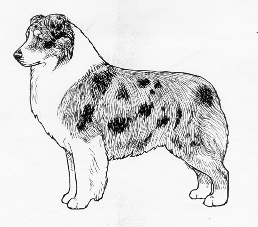 Australian Shepherd Drawing at PaintingValley.com | Explore collection