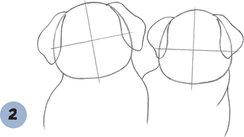 493x277 australian shepherd puppies - Australian Shepherd Drawing