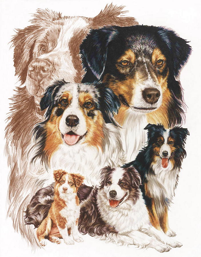 703x900 australian shepherd revamp drawing - Australian Shepherd Drawing