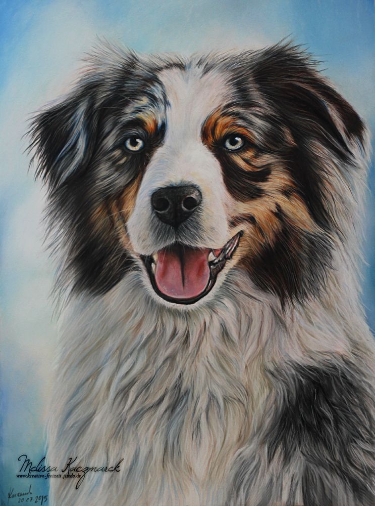 743x1000 australian shepherd drawing, pastel hope you like it - Australian Shepherd Drawing