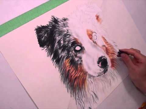 480x360 draw my pets australian shepherd - Australian Shepherd Drawing