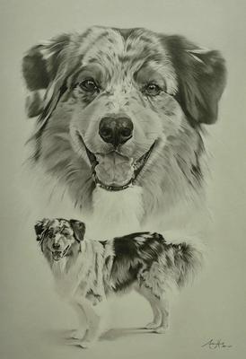 274x400 pencil drawing of 'marble' the australian shepherd - Australian Shepherd Drawing