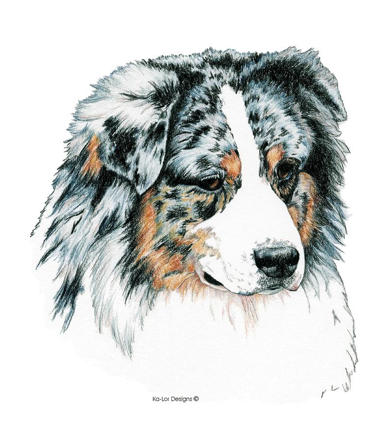 796x900 australian shepherd, blue merle drawing - Australian Shepherd Drawing