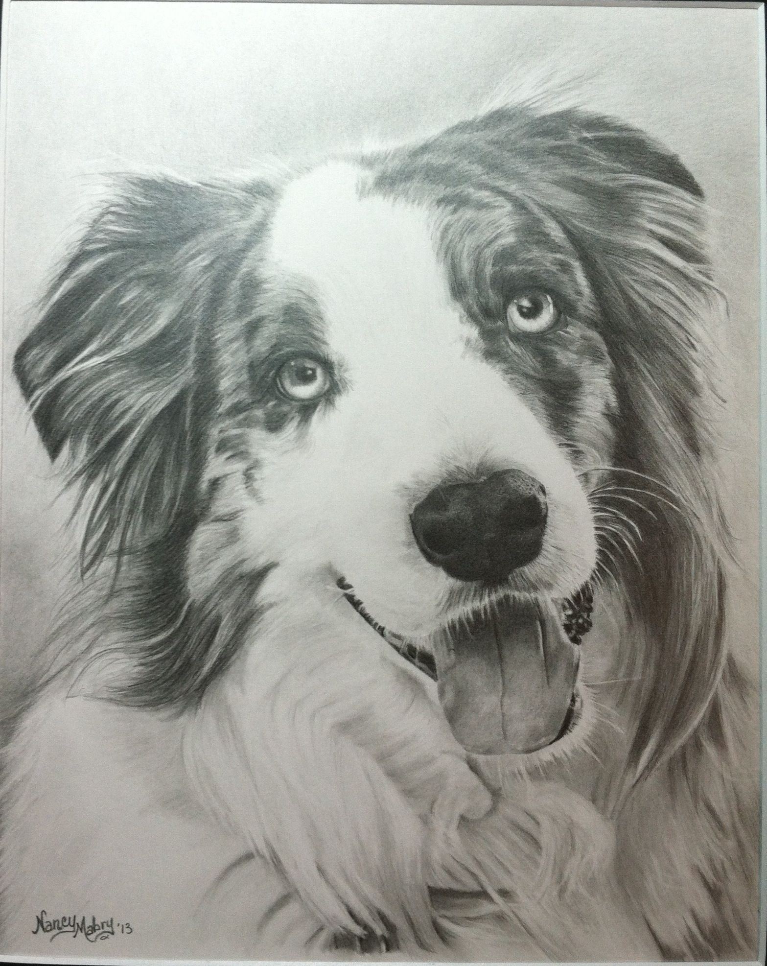1567x1973 pencil drawing i did of a beautiful australian shepherd! aussies - Australian Shepherd Drawing