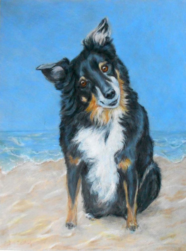 742x1000 pet portrait, custom from photos, australian shepherd art, drawing - Australian Shepherd Drawing