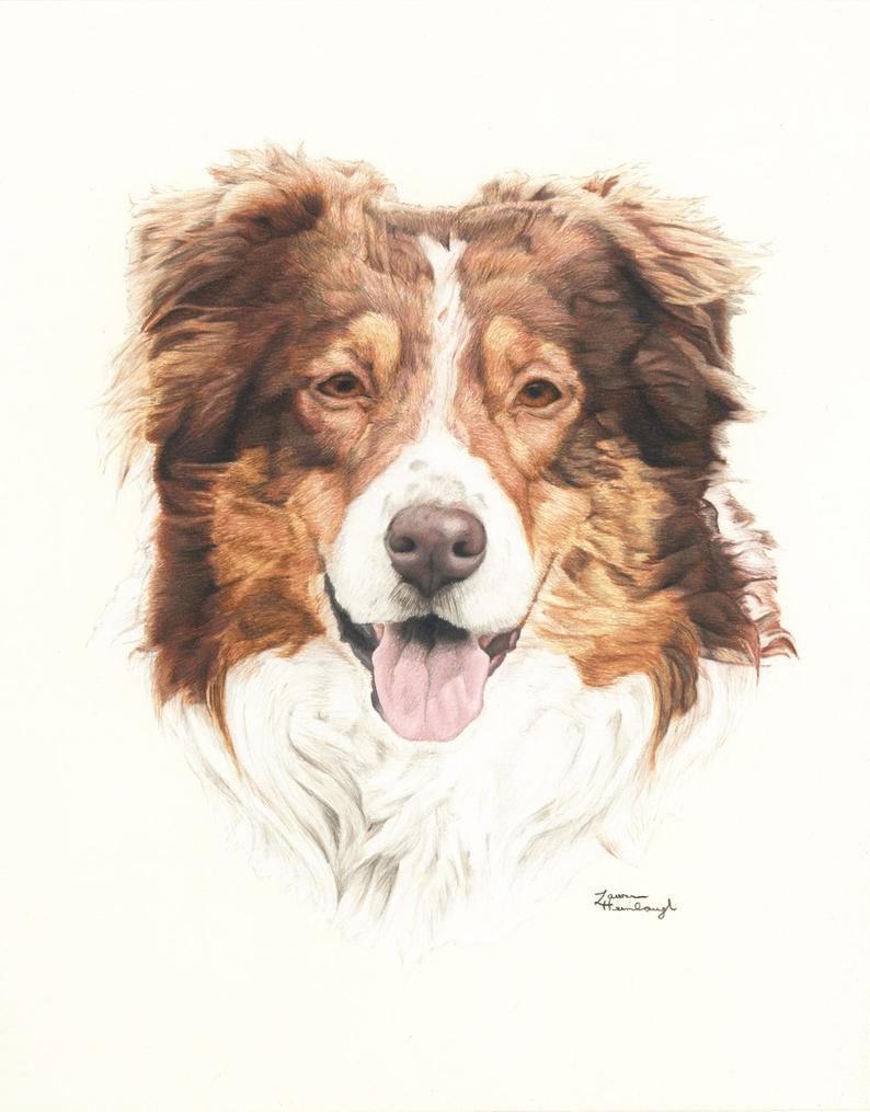 794x1015 print of australian shepherd drawing etsy - Australian Shepherd Drawing