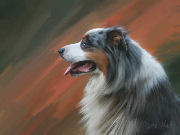 600x450 share your australian shepherd art, drawings, paintings, and cartoons - Australian Shepherd Drawing