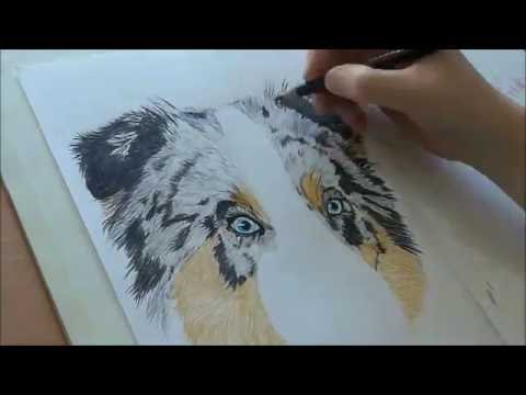 480x360 speed drawing an australian shepherd - Australian Shepherd Drawing