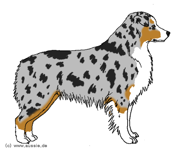 593x503 australian shepherd drawing - Australian Shepherd Drawing