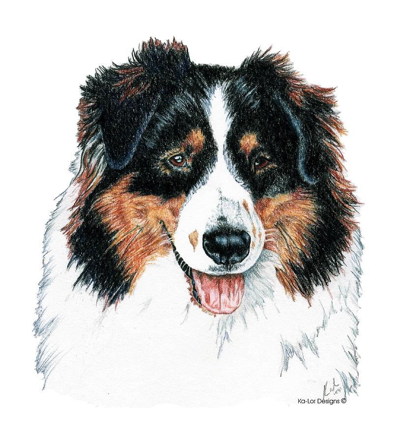 Australian Shepherd Drawing at Explore collection