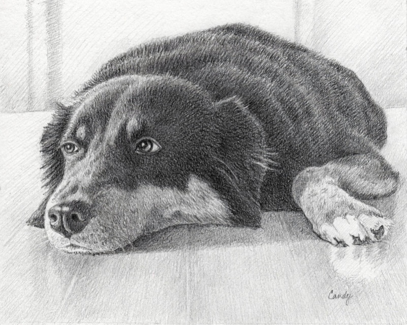 801x640 australian shepherd - Australian Shepherd Drawing