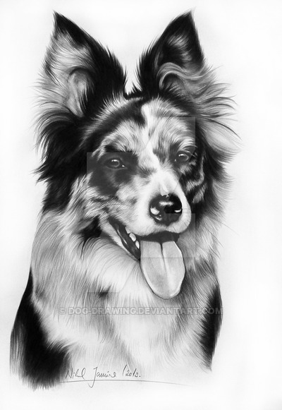 400x581 australian shepherd dog - Australian Shepherd Drawing