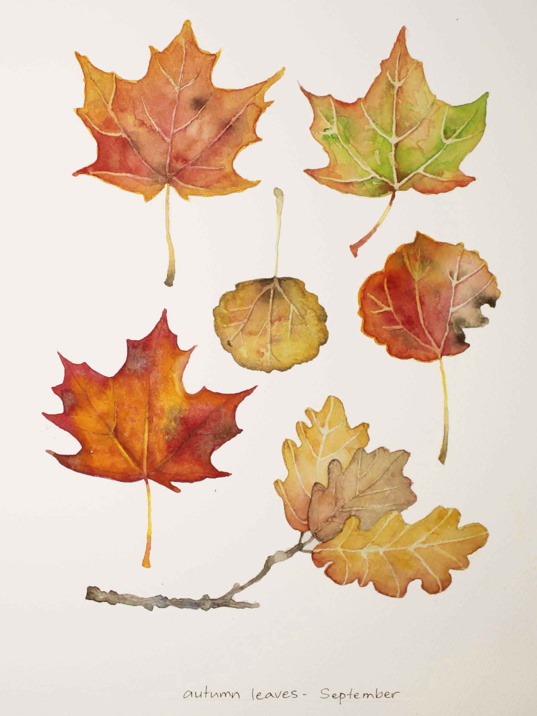 fall autumn drawing ideas