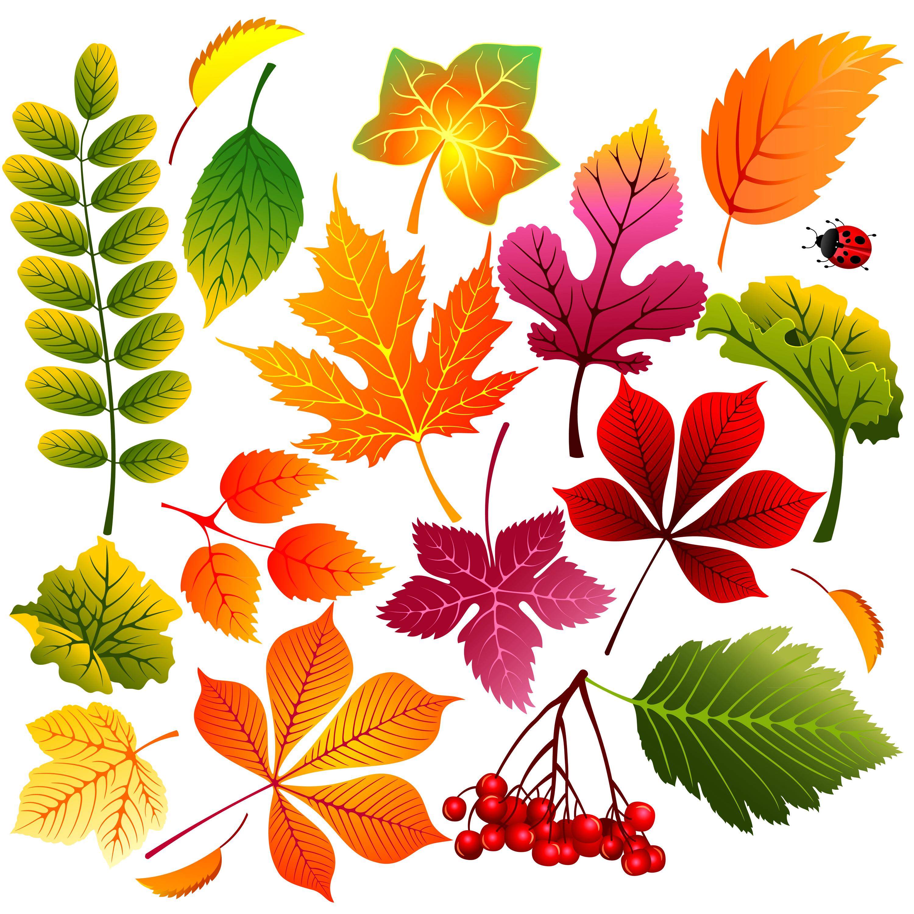 Fall leaf details