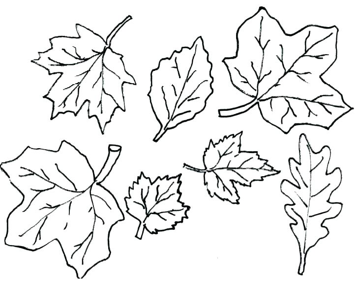 728x577 Oak Leaf Outline Free Download Best On Photos Of Pattern Template - Autumn Leaves Drawing