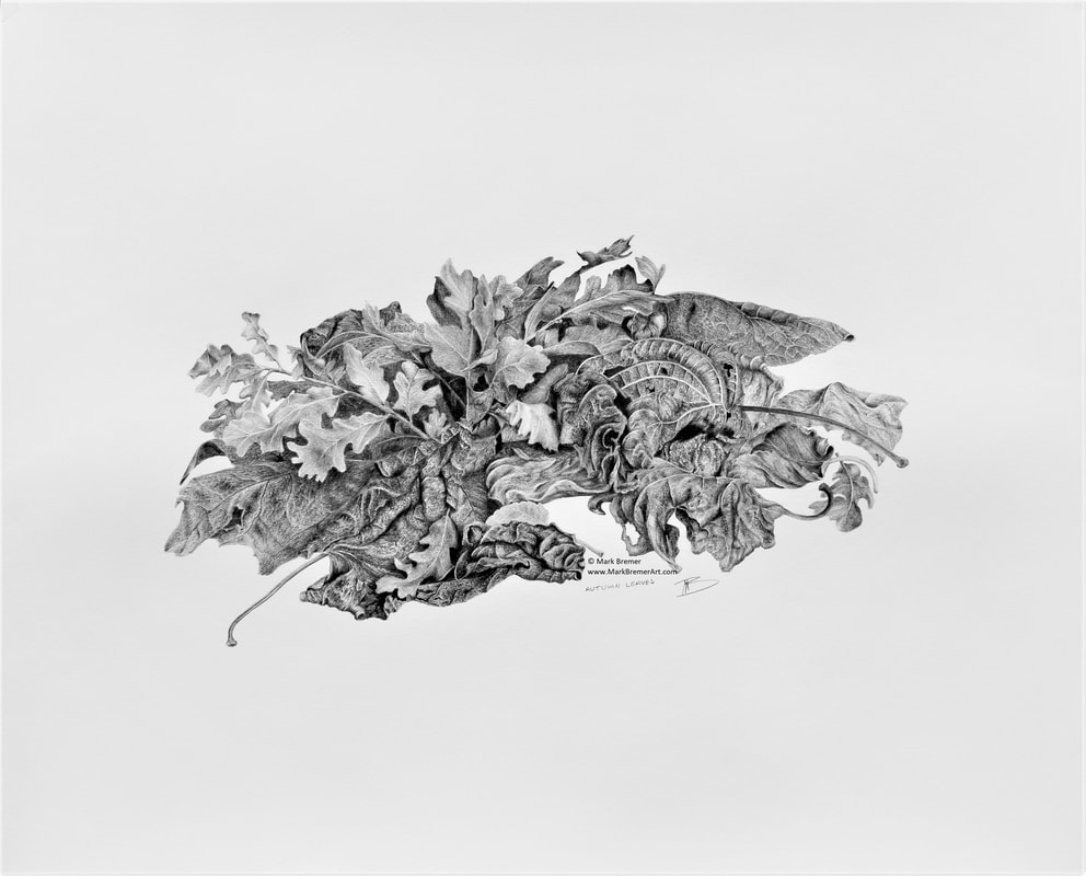 992x800 pencil drawing autumn leaves - Autumn Leaves Drawing