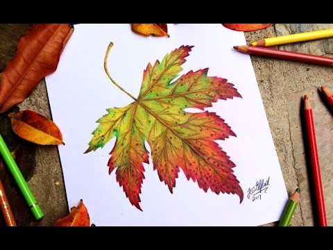 480x360 speed drawing realistic autumn leaf - Autumn Leaves Drawing