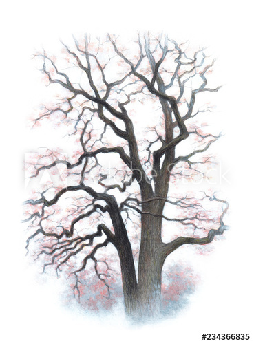 369x500 Background With Autumn Tree Drawing - Autumn Tree Drawing