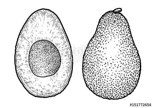 500x354 Avocado Illustration, Drawing, Engraving, Ink, Line Art, Vector - Avocado Drawing